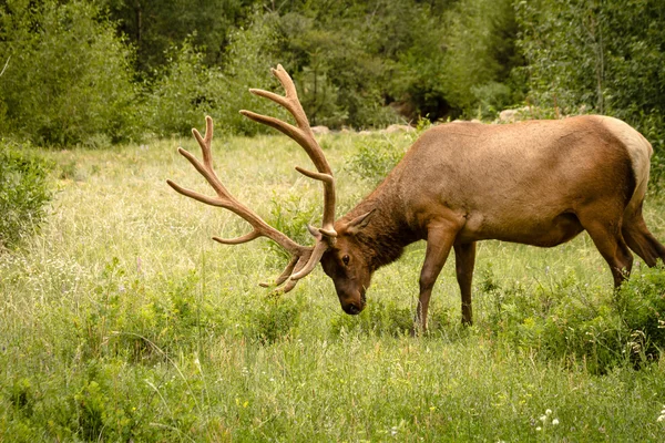 Elk boğa — Stok fotoğraf