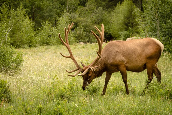 Älg tjur — Stockfoto