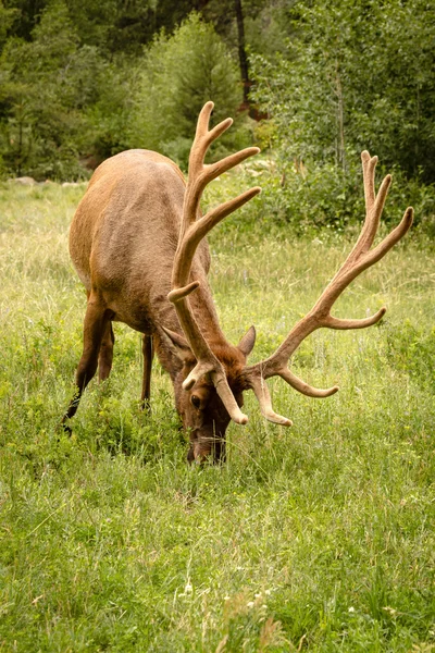 Elk Bull — Stock Photo, Image