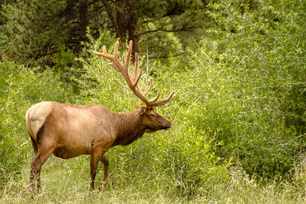 Taureau wapiti — Photo