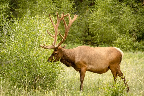 Taureau wapiti — Photo