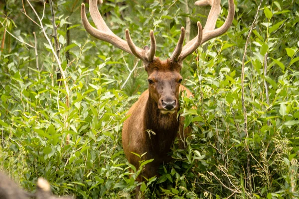 Toro di alce — Foto Stock