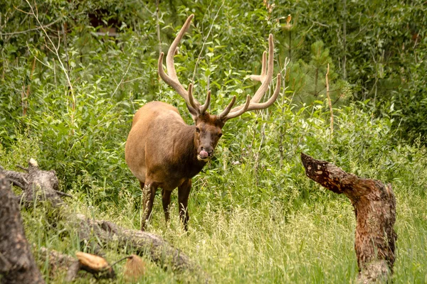 Elk Bull — Stock Photo, Image