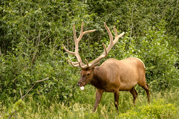 Elk Bull — Stock Photo, Image