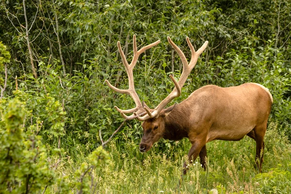 Elk Bull — Stock Photo, Image