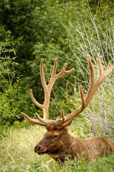 Taureau wapiti — Photo