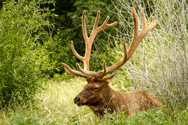 Elk boğa — Stok fotoğraf