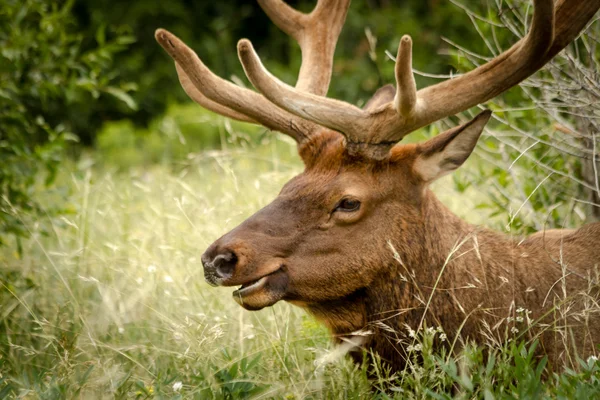 Elk býk — Stock fotografie