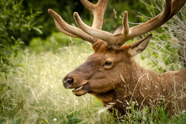 Älg tjur — Stockfoto