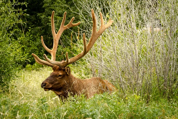 Elk Bull — Stock Photo, Image