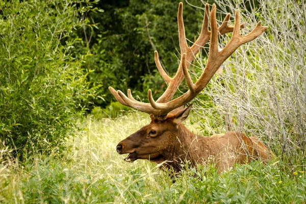 Elk boğa — Stok fotoğraf