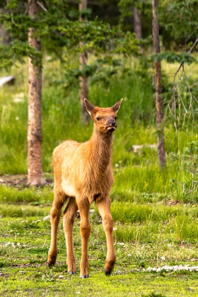 Elk Baby — Stock Photo, Image