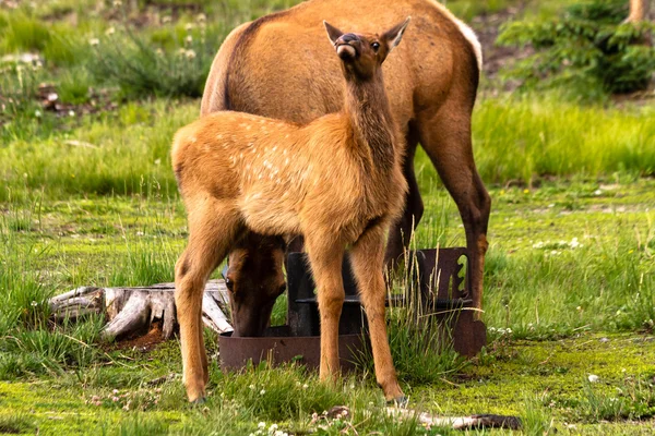 Elk Baby — Stock Photo, Image