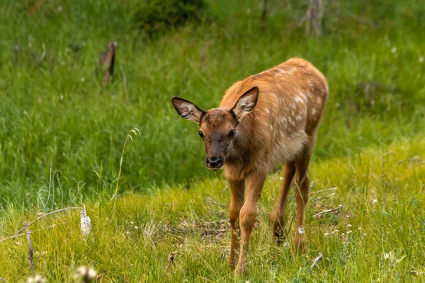 Elk Baby — Stock Photo, Image