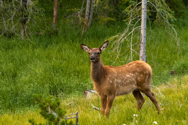 Elk Baby — Stock Photo, Image