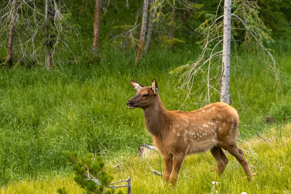 Elk Baby — Stock Photo, Image