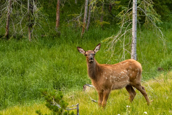 Elk Baby — Stock Photo, Image