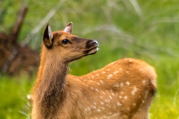 Elk Baby — Stock Photo, Image