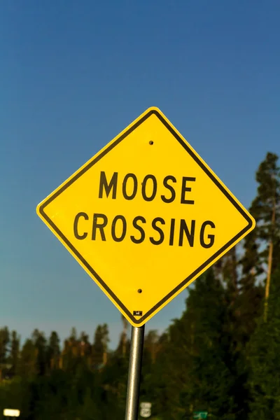 Moose Crossing — Stock Photo, Image