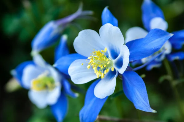 Columbines — Zdjęcie stockowe