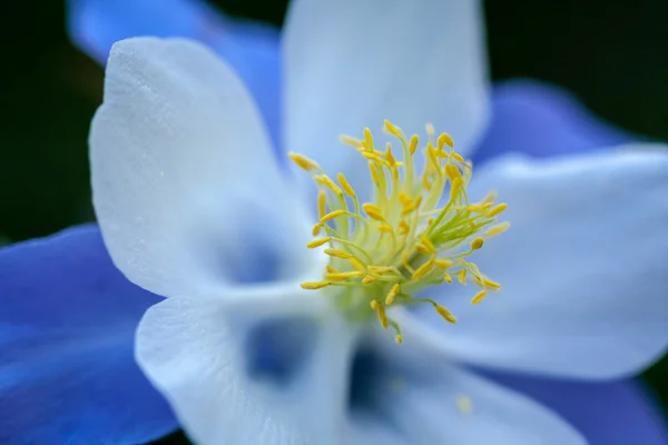 Columbines — Stock fotografie