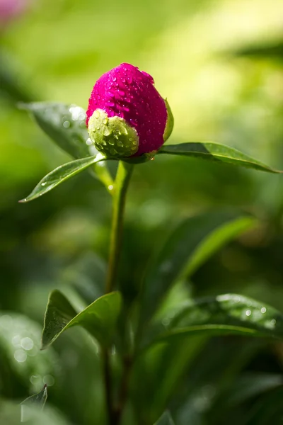 Peony toppen — Stockfoto