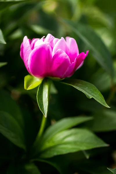 Peony toppen — Stockfoto