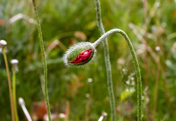 Poppies — Stock Photo, Image