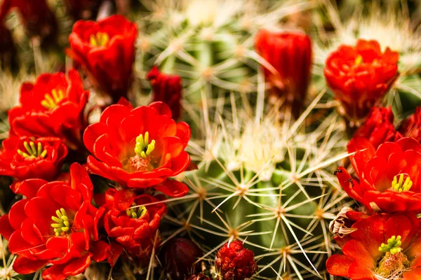 Barrel cactus bloemen — Stockfoto