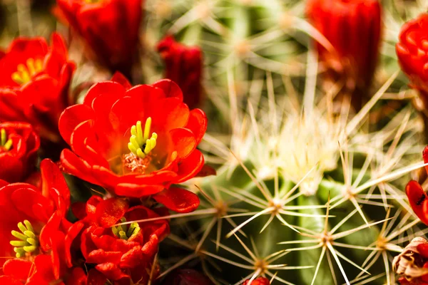 Barrel cactus fiori — Stock fotografie