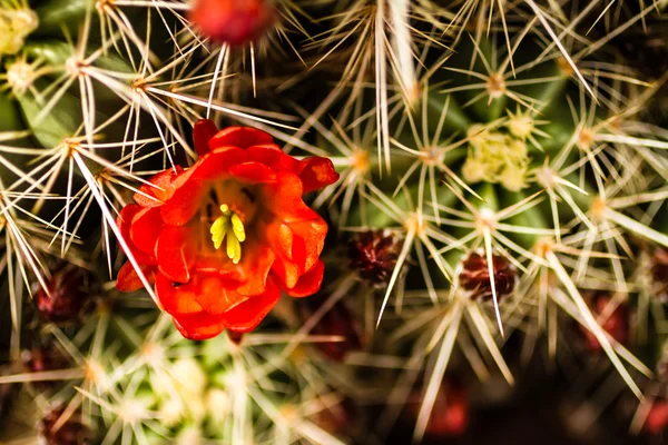 Barrel cactus bloemen — Stockfoto