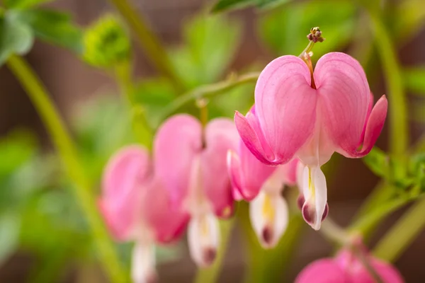 Bleeding Hearts — Stock Photo, Image