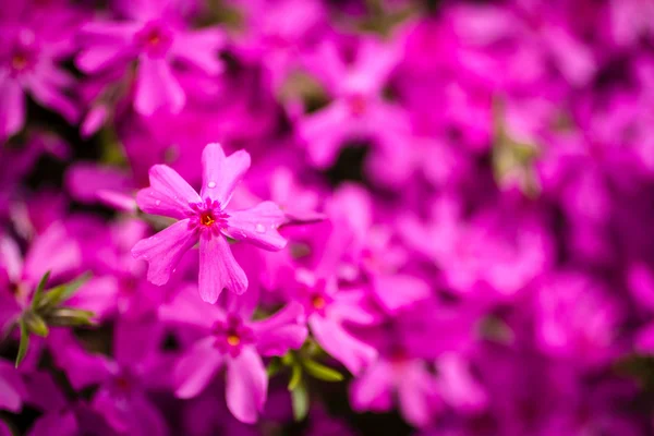 Pink Phlox — Stock Photo, Image