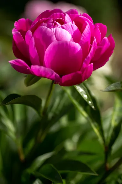 Peony Buds — Stock Image Peony Buds Stock Photo