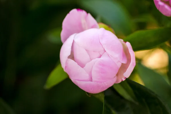 Peony Buds — Stock Image Peony Buds Stock Image