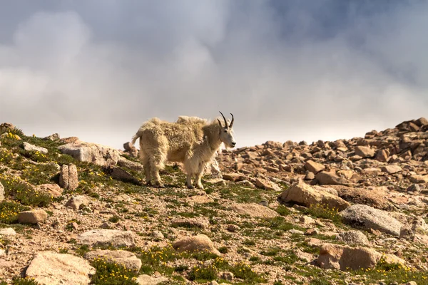 Cabras —  Fotos de Stock