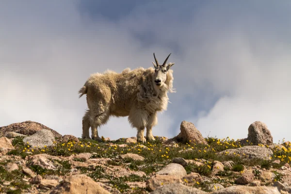 Cabras —  Fotos de Stock