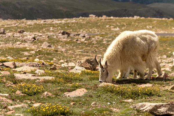 Cabras —  Fotos de Stock