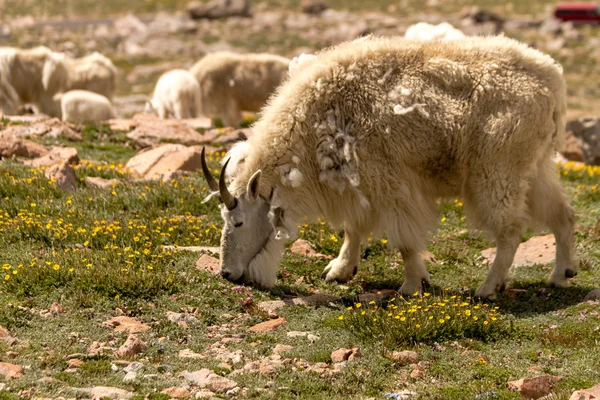 Cabras —  Fotos de Stock