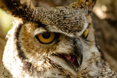 Büyük Boynuzlu Baykuş