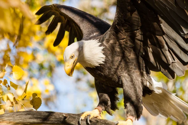 Aquila calva americana — Foto Stock