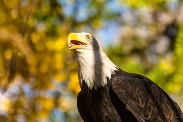 Águia careca americana — Fotografia de Stock