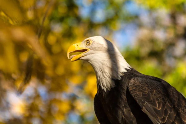 American Bald Eagle — Stock Photo, Image