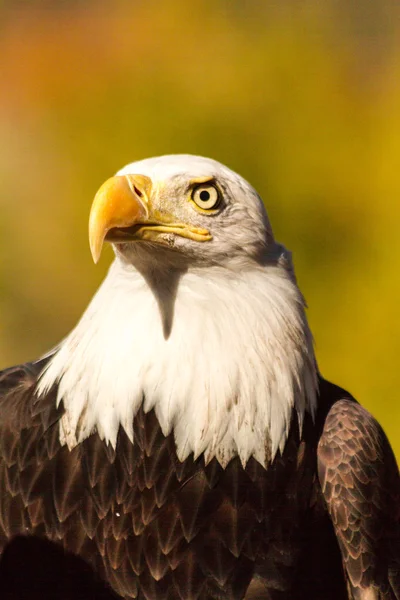 American Bald Eagle — Stock Photo, Image