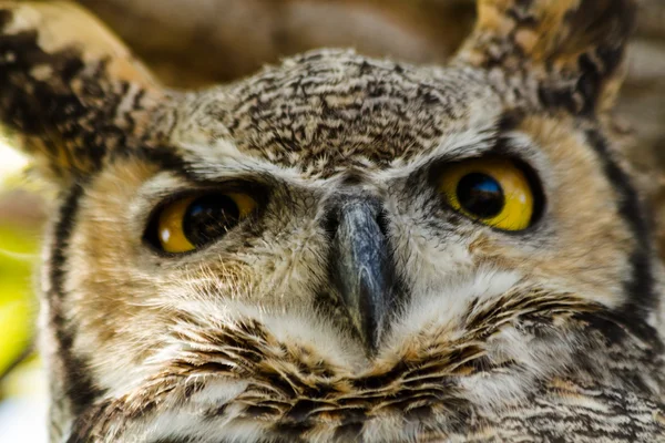 Great horned owl — Zdjęcie stockowe