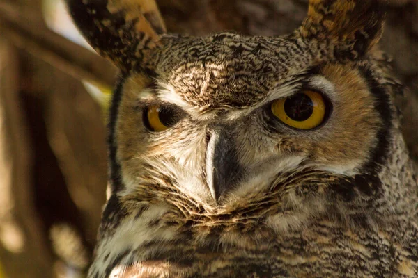 Great Horned Owl — Stockfoto