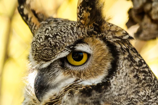 Great Horned Owl — Stock Photo, Image