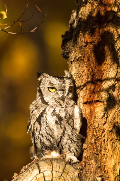 Západní screech owl — Stock fotografie