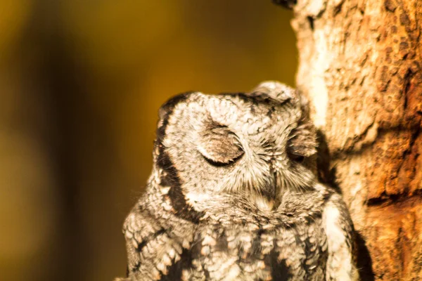 Zachodniej screech owl — Zdjęcie stockowe