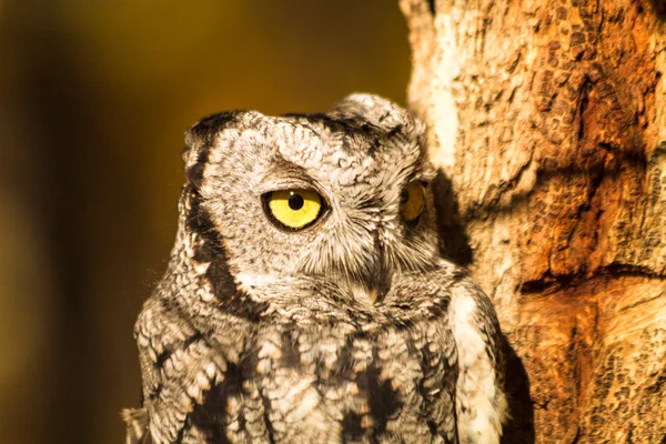 Western Screech Owl — Stock Photo, Image